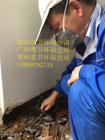 深圳白蚁防治