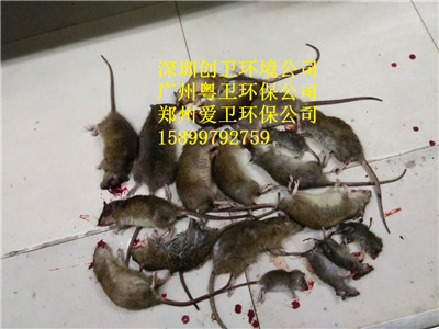 深圳灭鼠公司