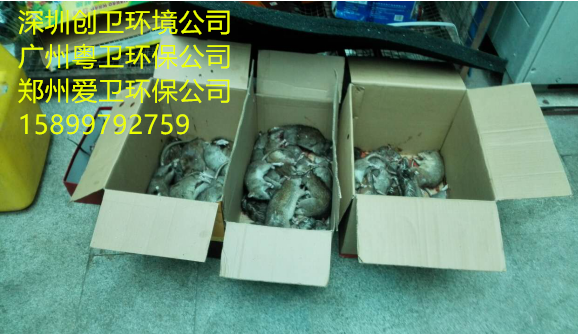 深圳专业灭鼠公司