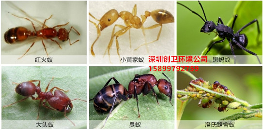 深圳杀虫灭鼠公司