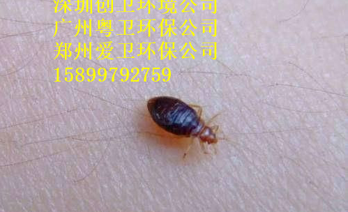 深圳灭臭虫公司