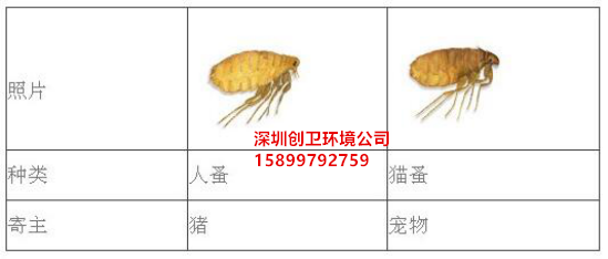 深圳灭跳蚤公司