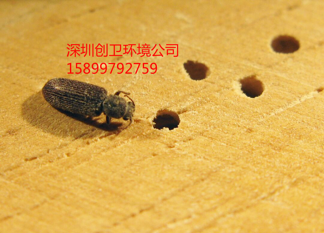 深圳杀蛀虫比较专业的公司对于蠹虫的防制