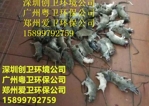 深圳白蚁防治公司对于白蚁的检查和灭治