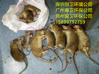 深圳灭白蚁 深圳灭白蚁公司 深圳防白蚁 深圳防白蚁公司 深圳白蚁防治公司 深圳消杀