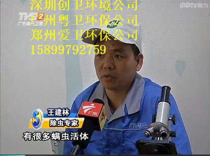 深圳白蚁防治公司对于白蚁的检查和灭治