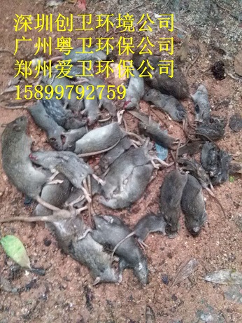 深圳白蚁防治公司对于白蚁的检查和灭治