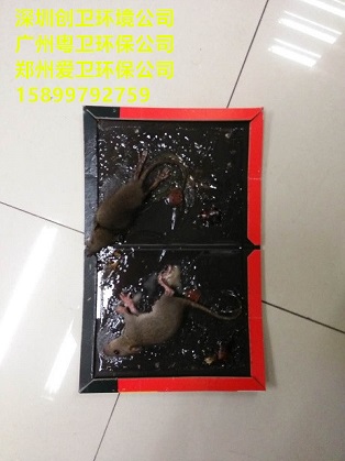 深圳白蚁防治公司对于白蚁的检查和灭治