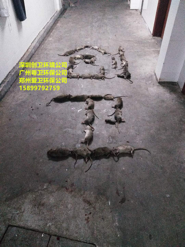 深圳白蚁防治公司对于白蚁的检查和灭治