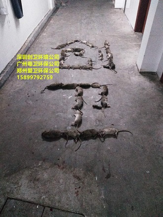 深圳白蚁防治公司对于白蚁的检查和灭治
