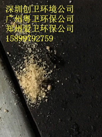 深圳杀蟑螂