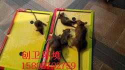 深圳灭鼠公司