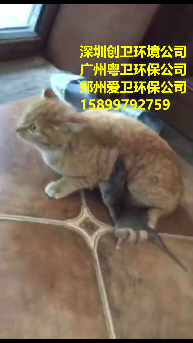 深圳灭鼠公司