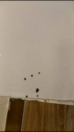 深圳灭蜱虫