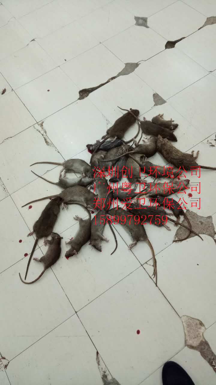 深圳灭鼠公司