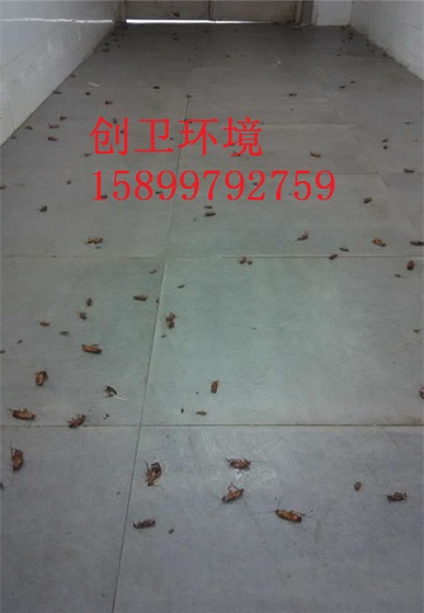 深圳灭蟑螂公司