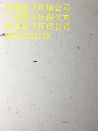 深圳消杀书虱公司