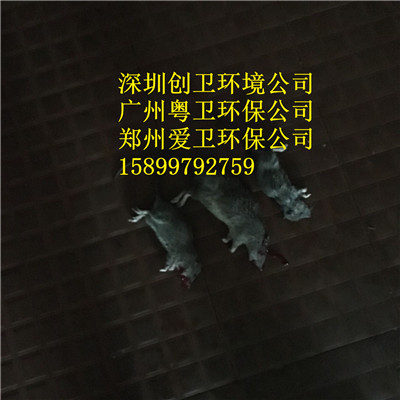 深圳灭鼠公司
