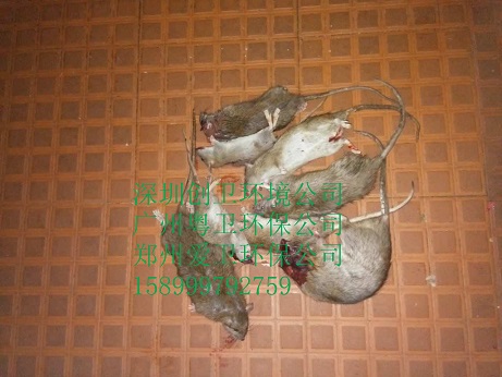 深圳捕鼠公司