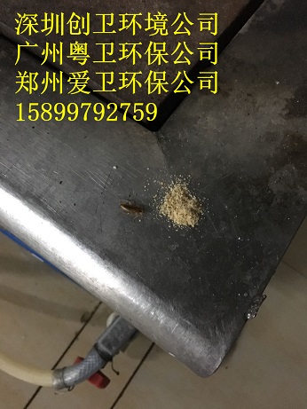 深圳灭蟑螂公司