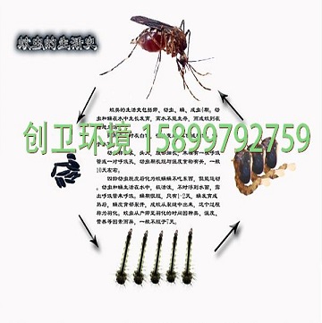 深圳灭蚊子公司