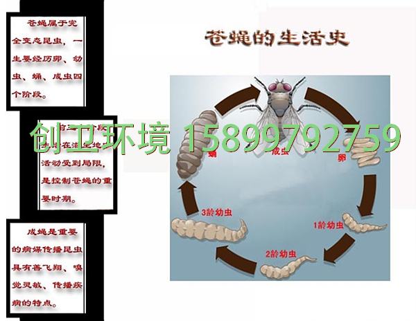 深圳灭苍蝇公司