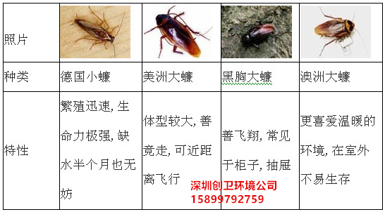 深圳灭蟑螂公司
