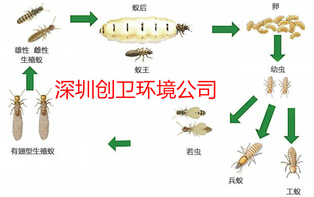 深圳创卫环境灭白蚁公司