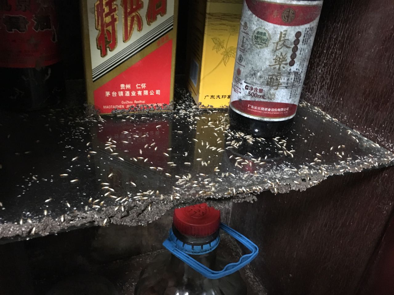 深圳灭白蚁公司