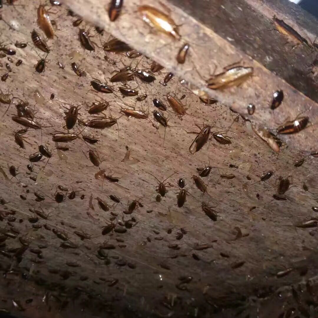 深圳灭蟑螂公司
