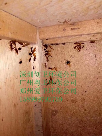 深圳灭蟑螂公司