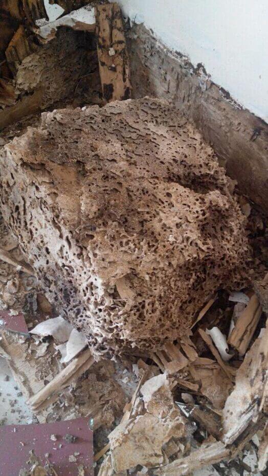 深圳灭白蚁公司讲述装修防白蚁的重要性 公司新闻