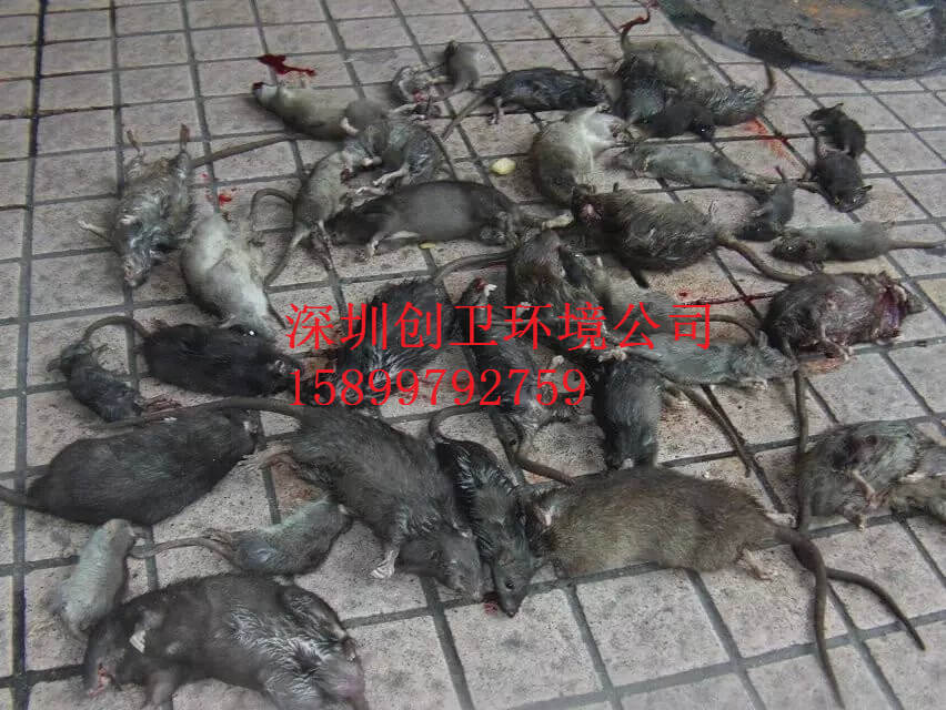 深圳消杀公司如何评估杀虫公司和设定虫害阈值？ 公司动态