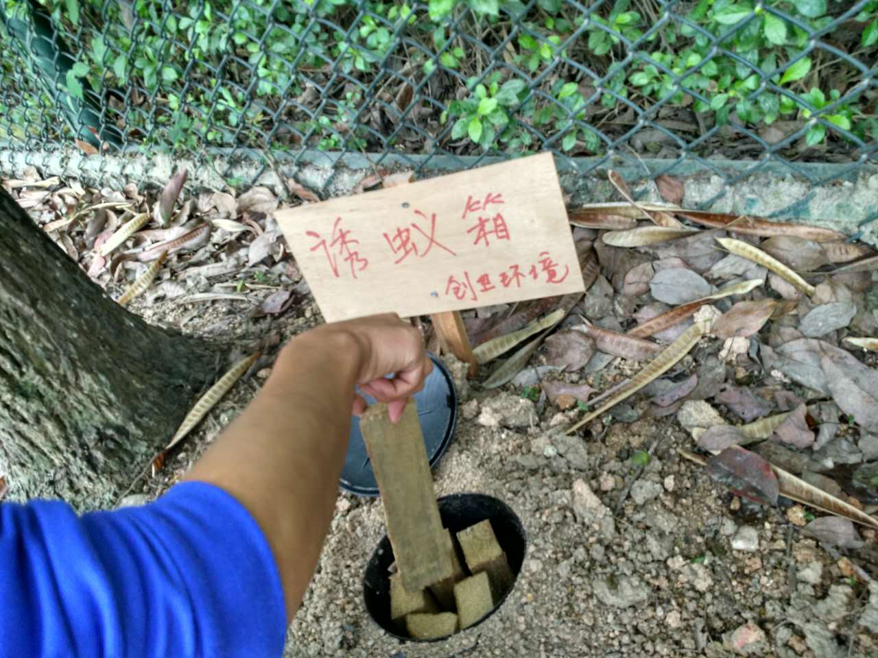 深圳防白蚁公司论家庭装修白蚁防治的必要性