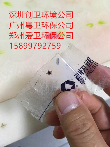 深圳灭蜱虫公司哪家效果好