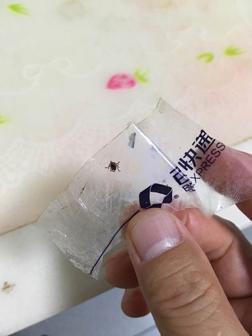 深圳灭蜱虫公司哪家效果好 公司动态