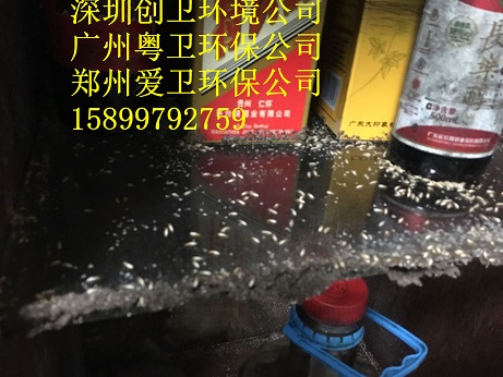 深圳灭白蚁比较专业比较好的公司是哪家