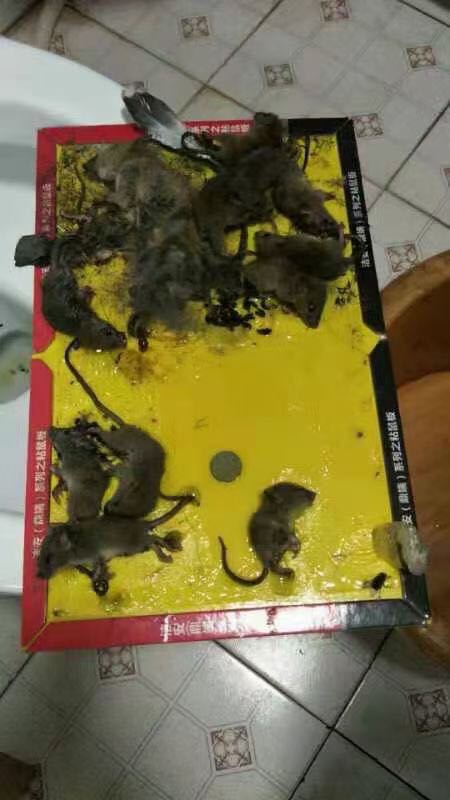 深圳灭鼠找哪家公司比较靠谱