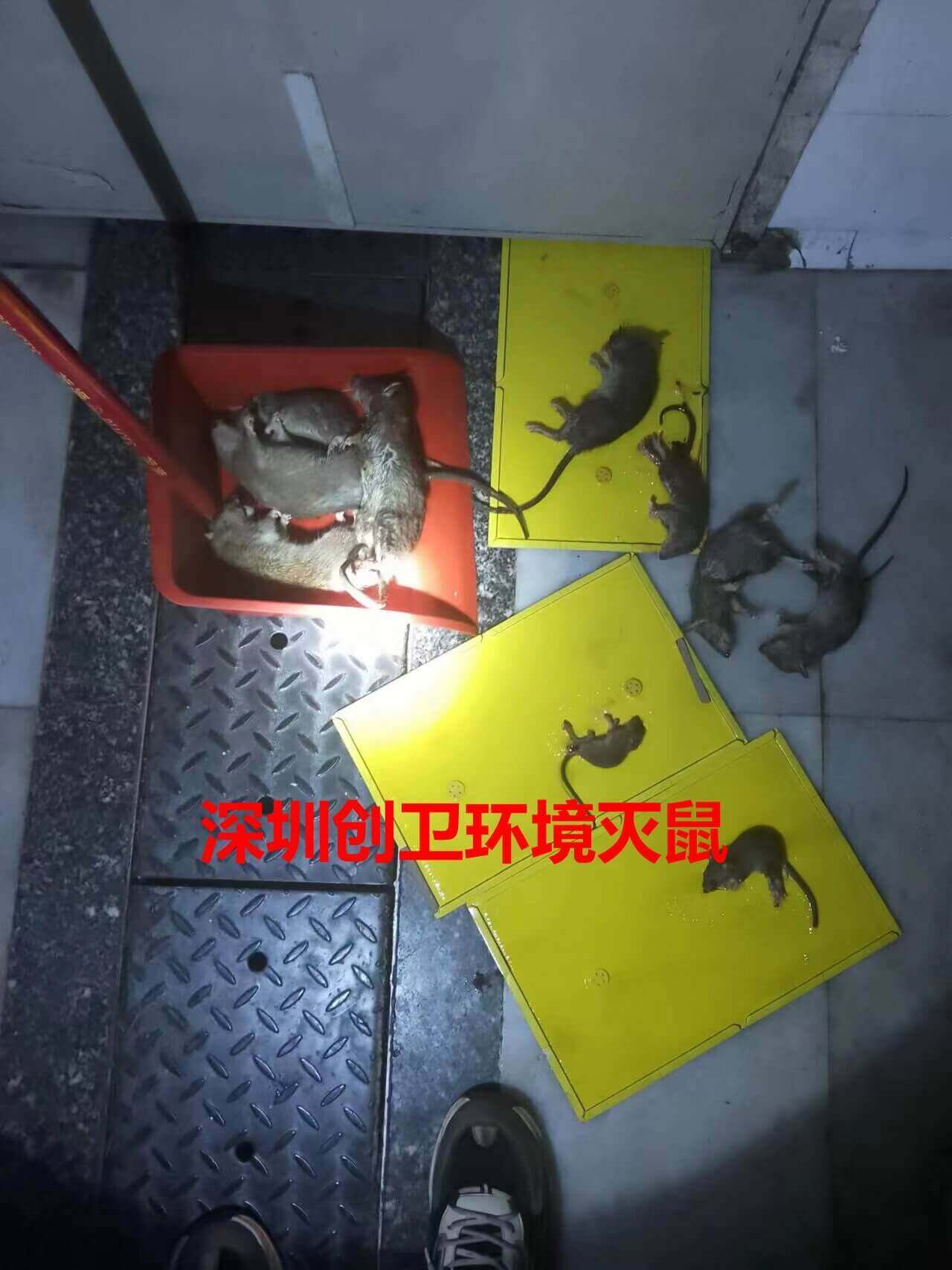 深圳灭鼠专家告诉你炎炎夏日如何做好老鼠防范