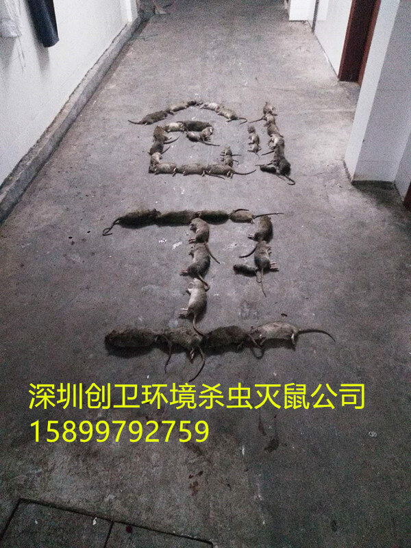 深圳灭鼠公司提醒 鼠药中毒要当心