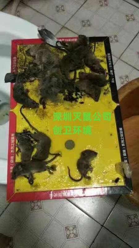 深圳灭鼠公司 深圳灭臭虫公司 深圳专业灭鼠杀虫公司 公司新闻