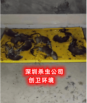 深圳杀虫公司员工需要具有的消杀礼节 深圳消毒公司
