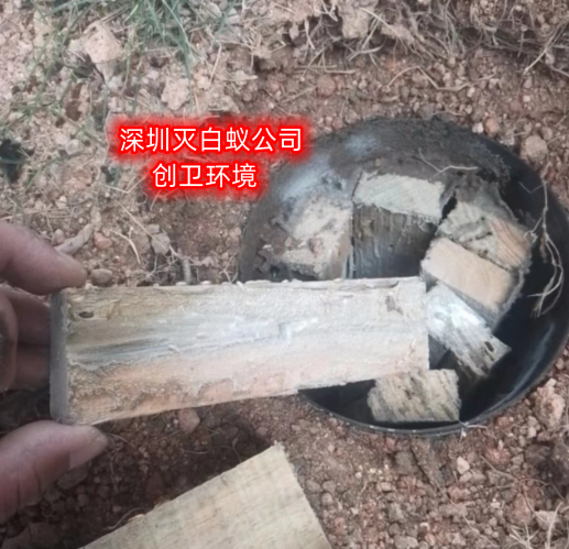 深圳灭白蚁公司怎么样进行白蚁预防工作的 深圳杀虫 深圳杀虫公司