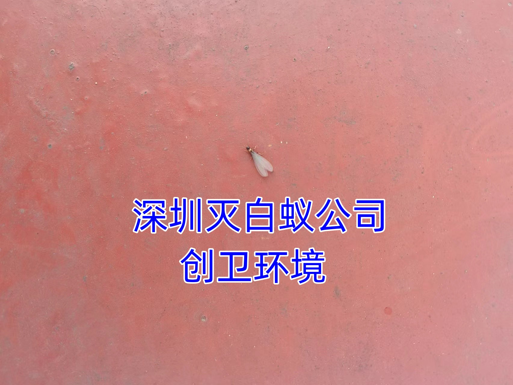 深圳灭白蚁公司如何检查识别白蚁