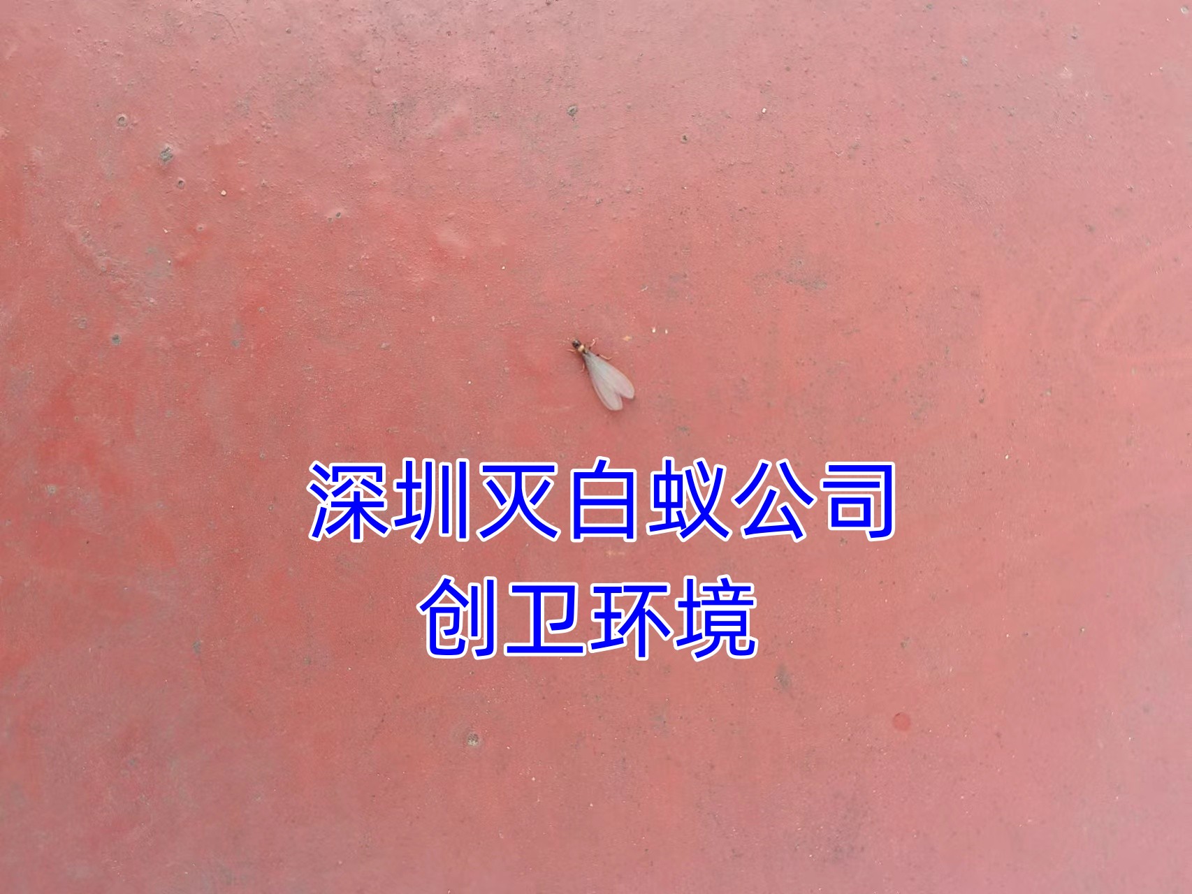 深圳灭白蚁公司如何检查识别白蚁
