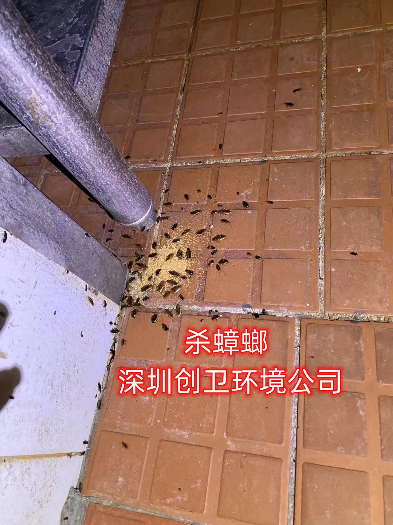 深圳杀蟑螂 深圳灭蟑螂 深圳灭蟑螂公司 南山杀蟑螂 宝安杀蟑螂 福田杀蟑螂 龙岗杀蟑螂公司