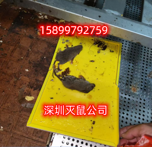 深圳灭鼠公司 深圳灭老鼠公司