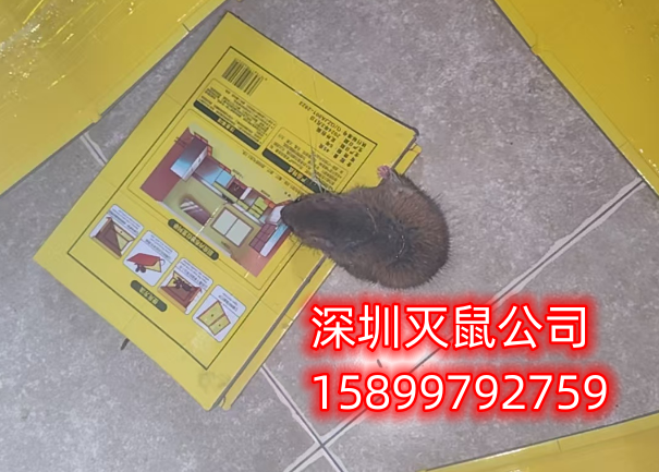深圳杀虫公司认识老鼠的危害是做好灭鼠工作的前提
