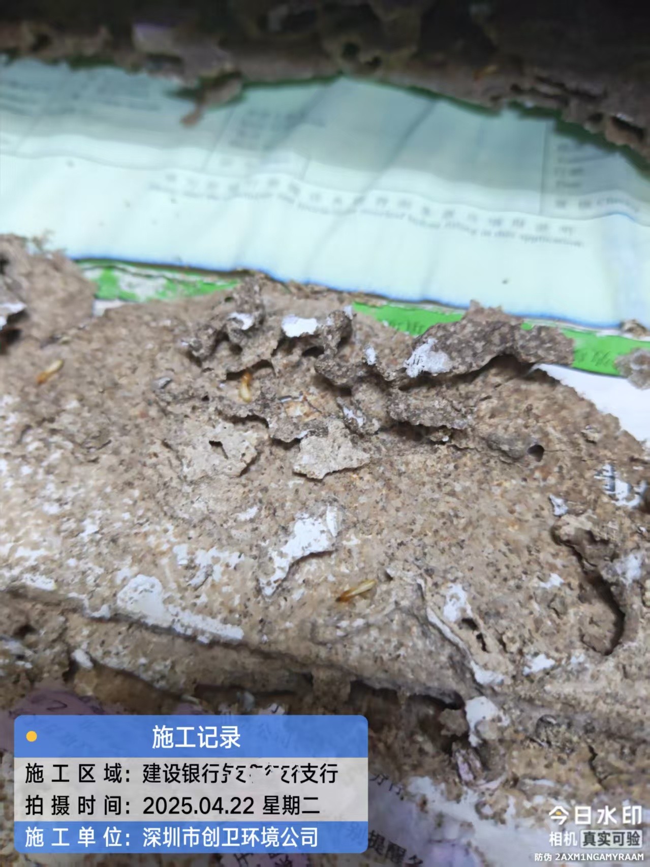深圳灭白蚁公司哪家好