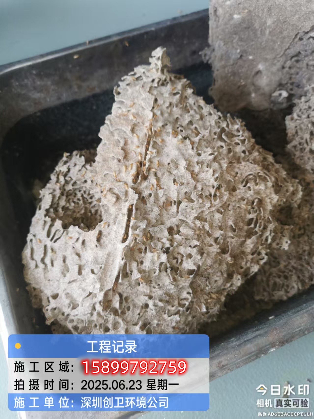 深圳白蚁防治公司园区灭白蚁中的问题处理 公司新闻